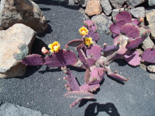 Jardin de Cactus